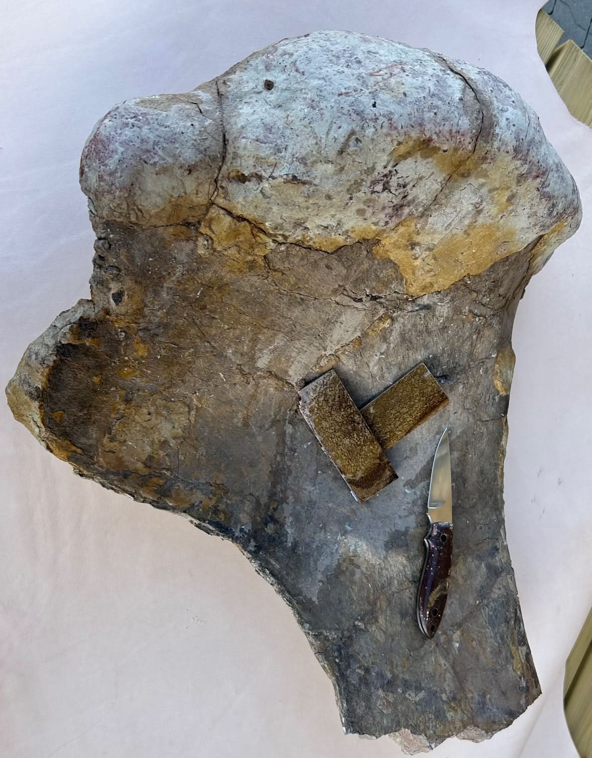Dinosaur Fossil D2