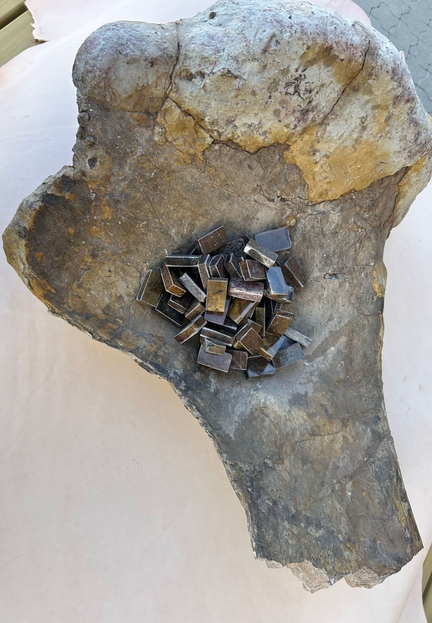 Dinosaur Fossil Holkbit 20x35x20mm