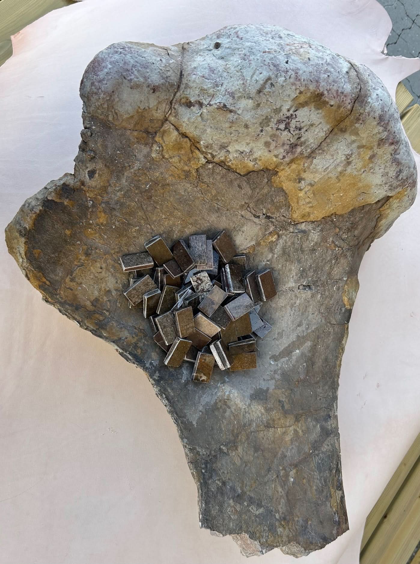 Dinosaur Fossil D2