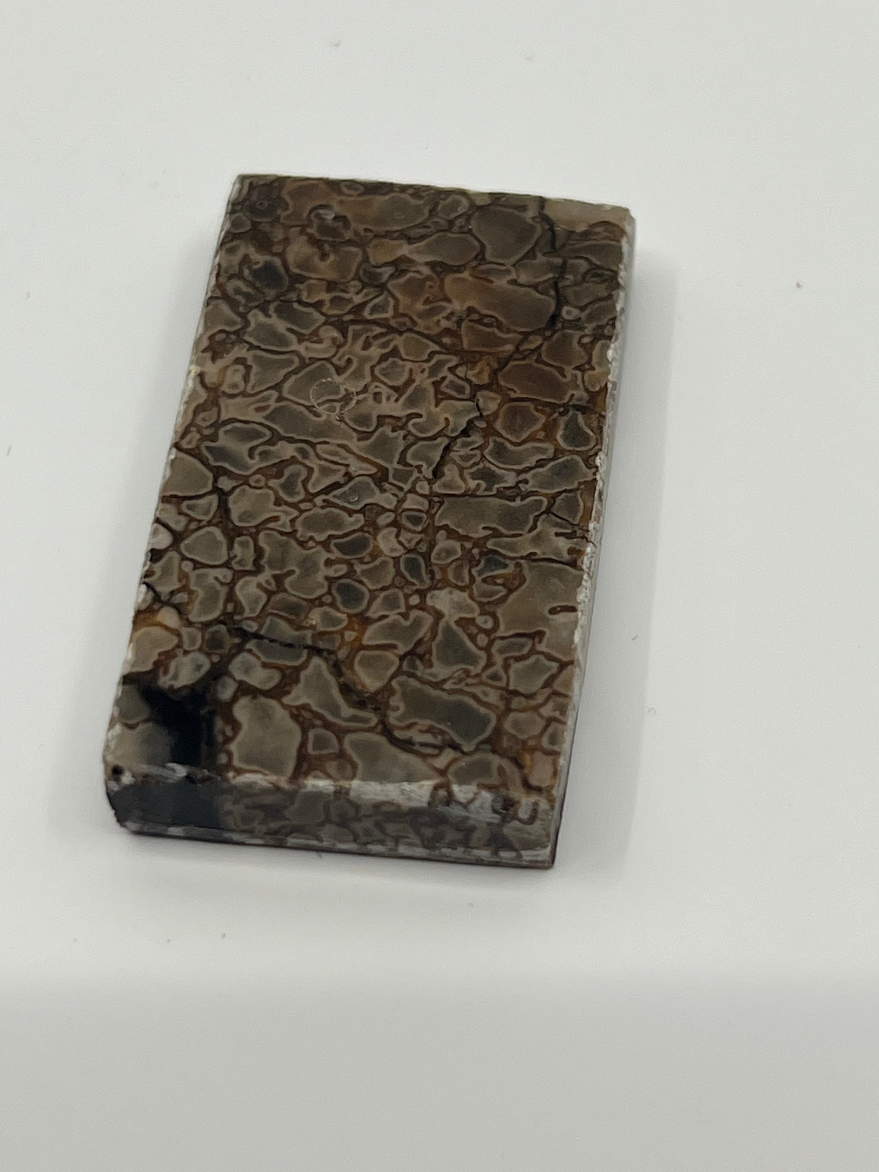 Dinosaur Fossil D1