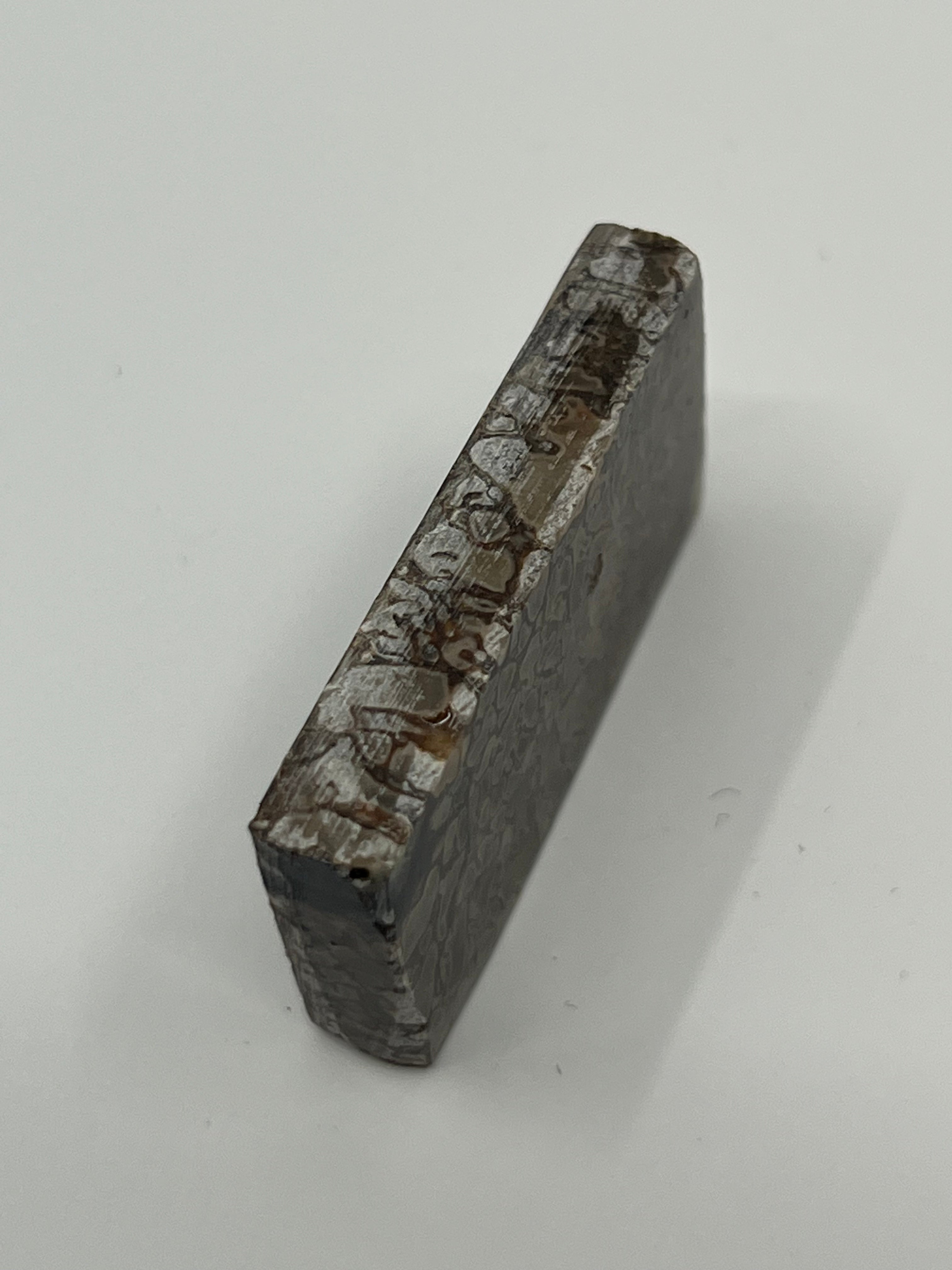 Dinosaur Fossil D1