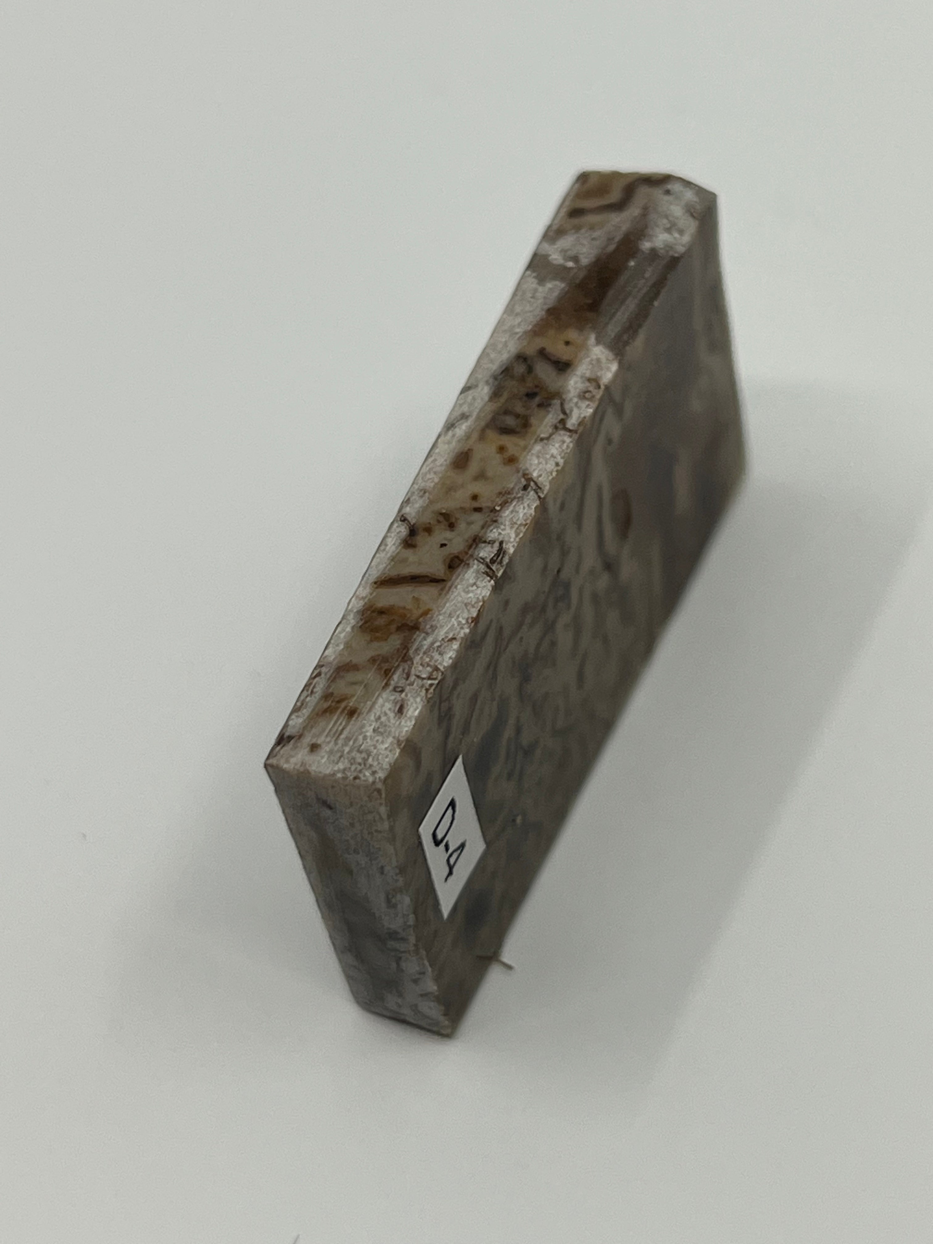 Dinosaur Fossil D4