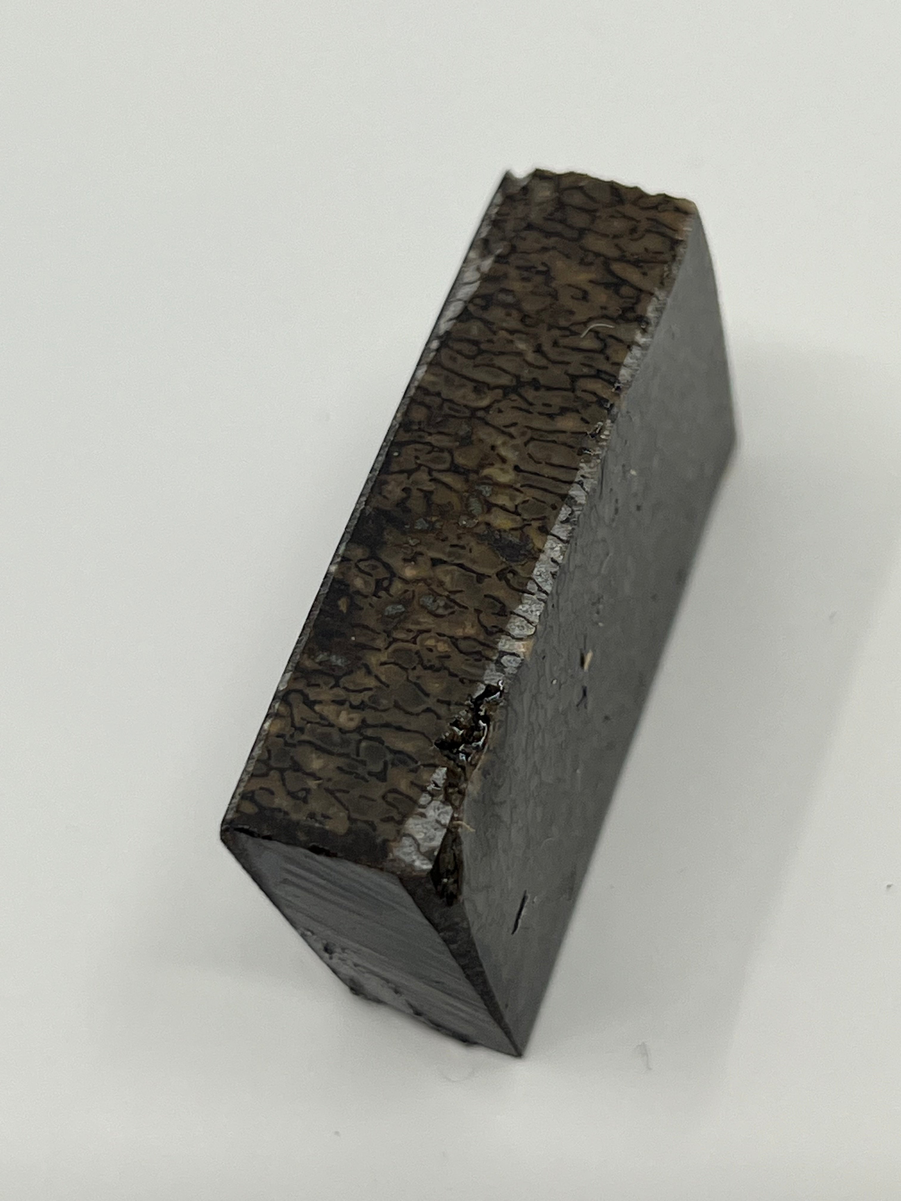 Dinosaur Fossil D7