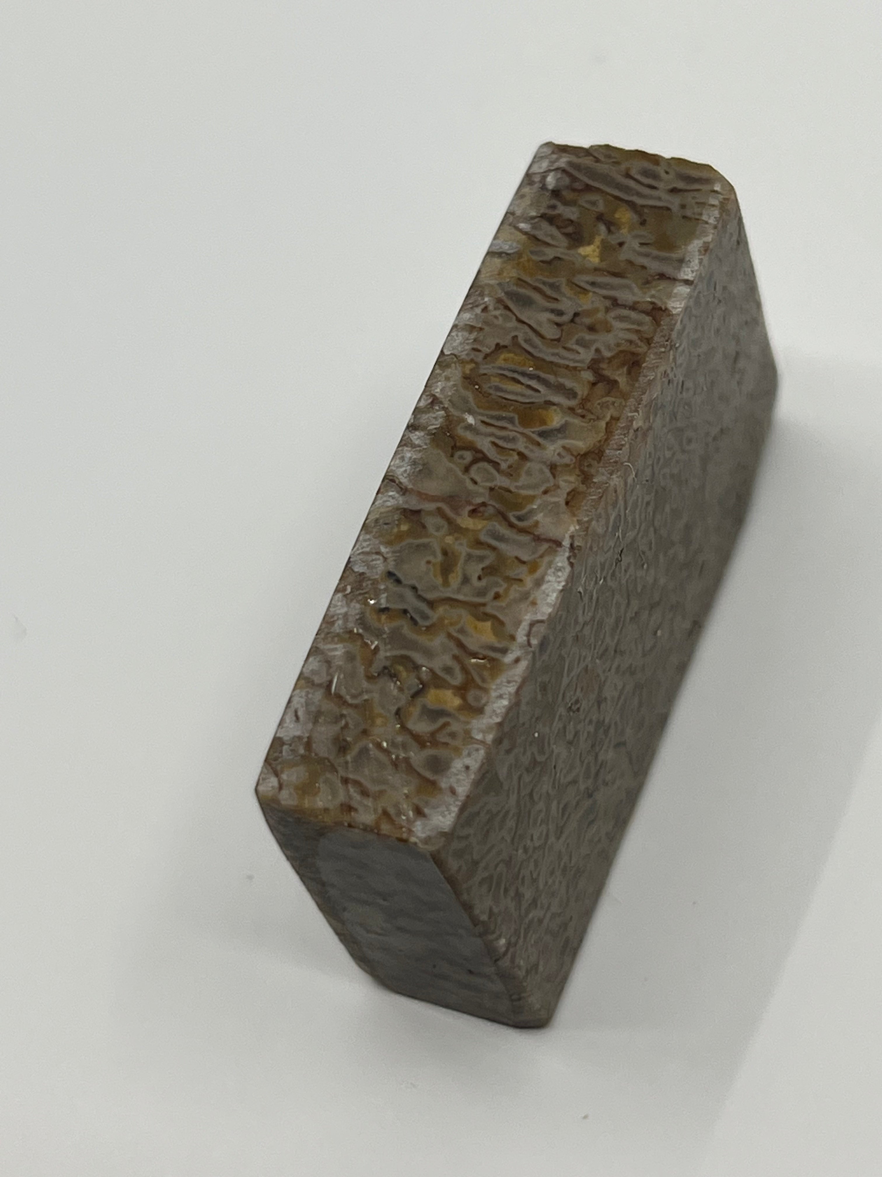 Dinosaur Fossil D8