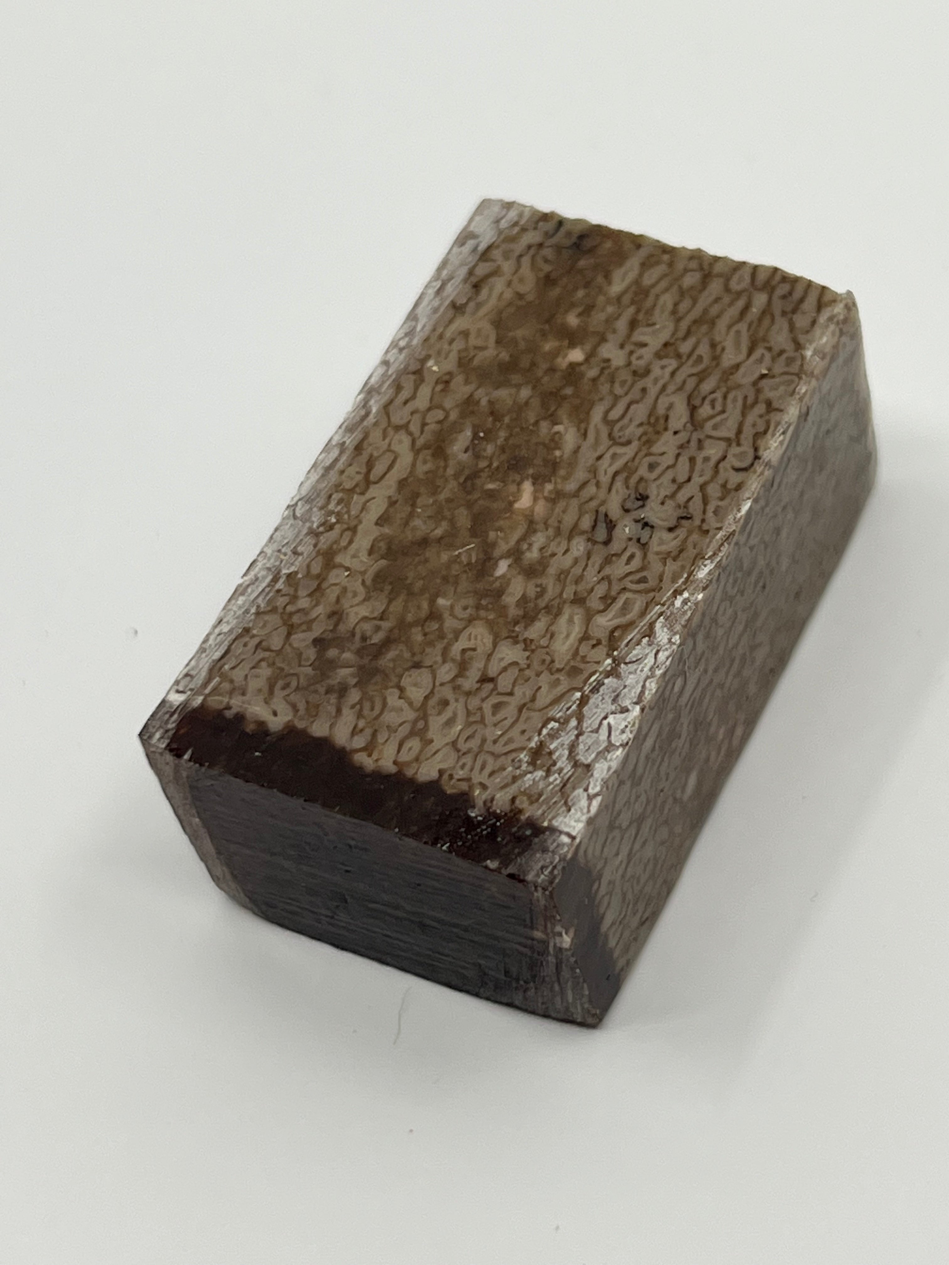 Dinosaur Fossil D11